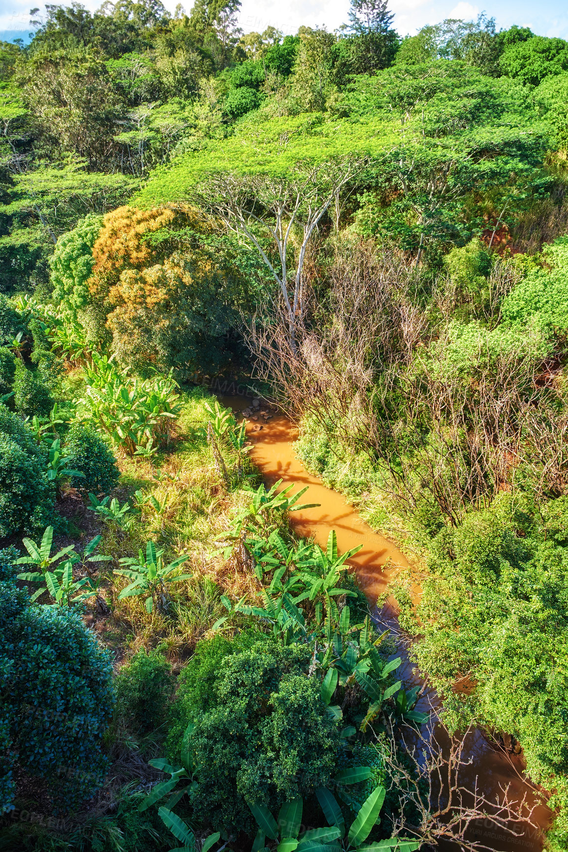 Buy stock photo A river with trees in a rainforest on a sunny day. Wild nature landscape of forestry with a muddy water flow and green foliage in summer. Aerial view of a jungle or forest with lots of vegetation