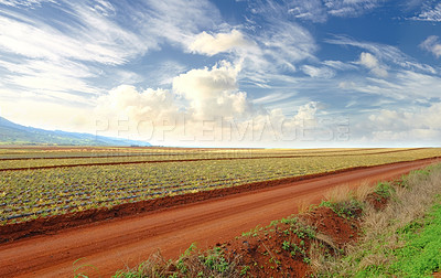 Buy stock photo A vibrant pineapple field in harvest with cloudy sky background and copyspace. Scenic landscape of rural farm land with copy space. Gorgeous open field in nature with harmony, peace and quiet 