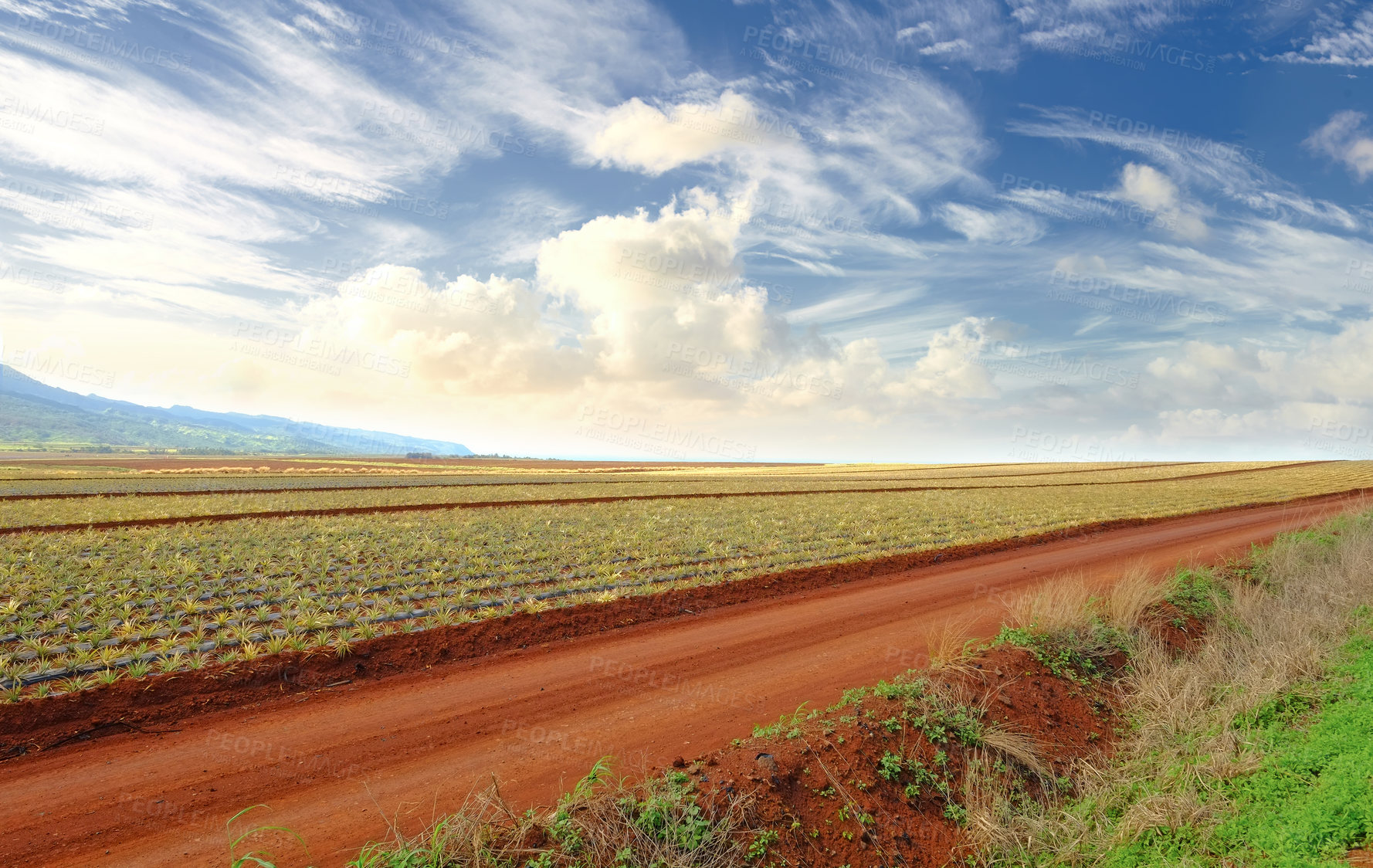 Buy stock photo A vibrant pineapple field in harvest with cloudy sky background and copyspace. Scenic landscape of rural farm land with copy space. Gorgeous open field in nature with harmony, peace and quiet 