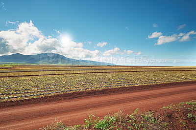 Buy stock photo Landscape view of growing pineapple plantation field with blue sky, clouds and copy space in Oahu, Hawaii, USA. Dirt road leading through agriculture farms. Farming fresh and nutritious vitamin fruit