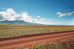 Pineapple field - Oahu, Hawaii