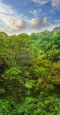 Buy stock photo Copyspace and landscape view of rainforest and cloudy blue sky in Hawaii. Exploring wildlife in remote tropical jungle for vacation and holiday. Lush trees and bushes in mother nature during summer