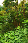 Rainforest - Oahu, Hawaii