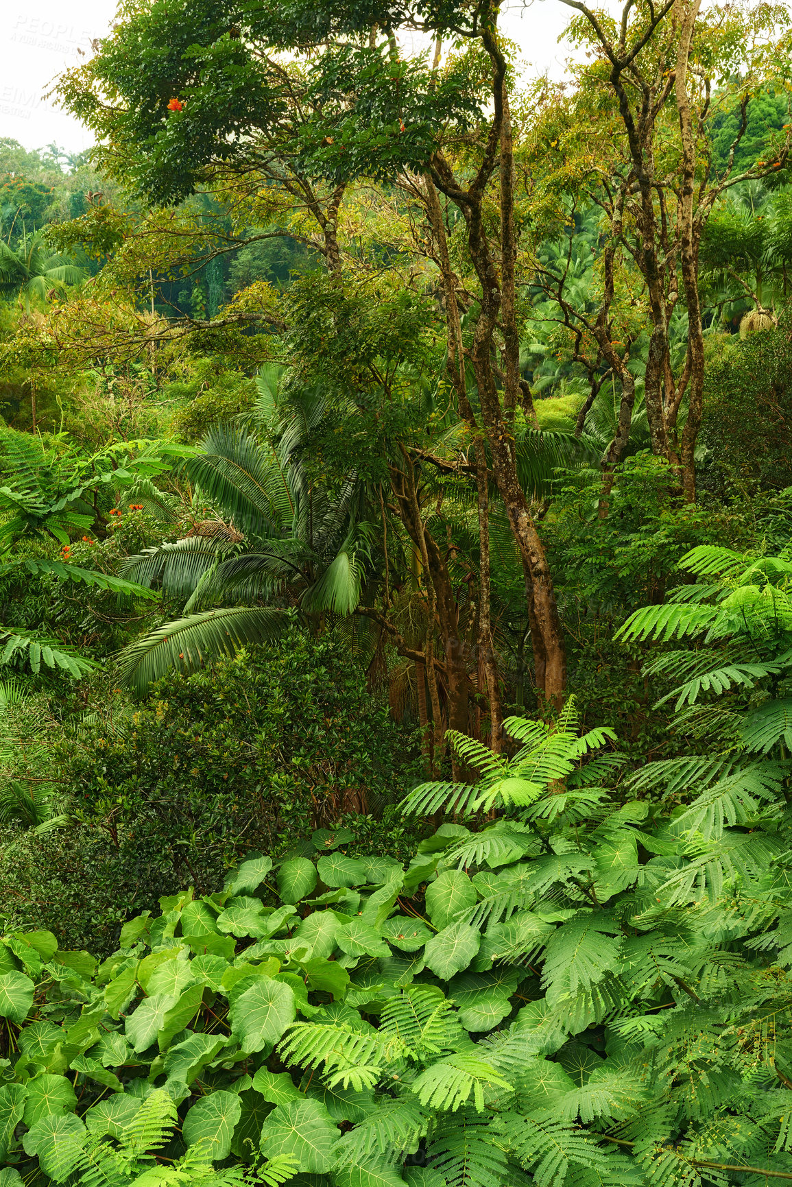 Buy stock photo Many trees and bushes in a lush green forest in Hawaii, USA. Magical woods with beauty in nature, beautiful and mysterious quiet outdoors. Peaceful morning in a soothing, calming zen rainforest 