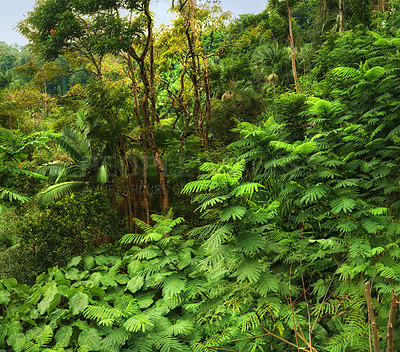 Buy stock photo Above landscape view of lush green rainforest with canopy trees growing wild in Oahu, Hawaii, USA. Scenic ecosystem of dense plants, bushes, shrubs in remote conservation jungle, forest, nature woods