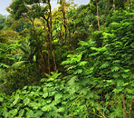 Rainforest - Oahu, Hawaii