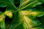 Huge leaves