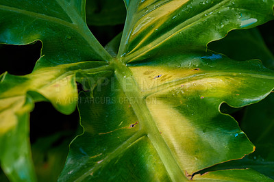 Buy stock photo Nature, tropical and plant with closeup of leaf for environment, forest and natural texture. Garden, growth and jungle with green leaves in backyard for ecology, sustainability and spring