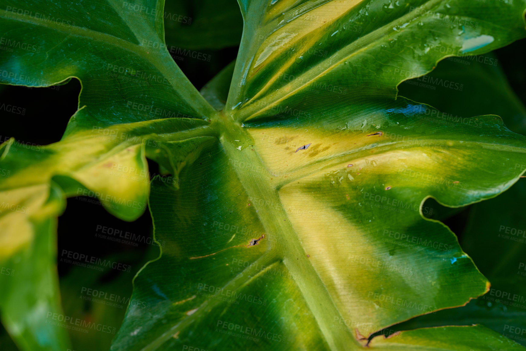 Buy stock photo Nature, tropical and plant with closeup of leaf for environment, forest and natural texture. Garden, growth and jungle with green leaves in backyard for ecology, sustainability and spring