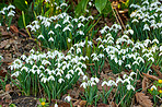 Common snowdrop - Galanthus nivalis 