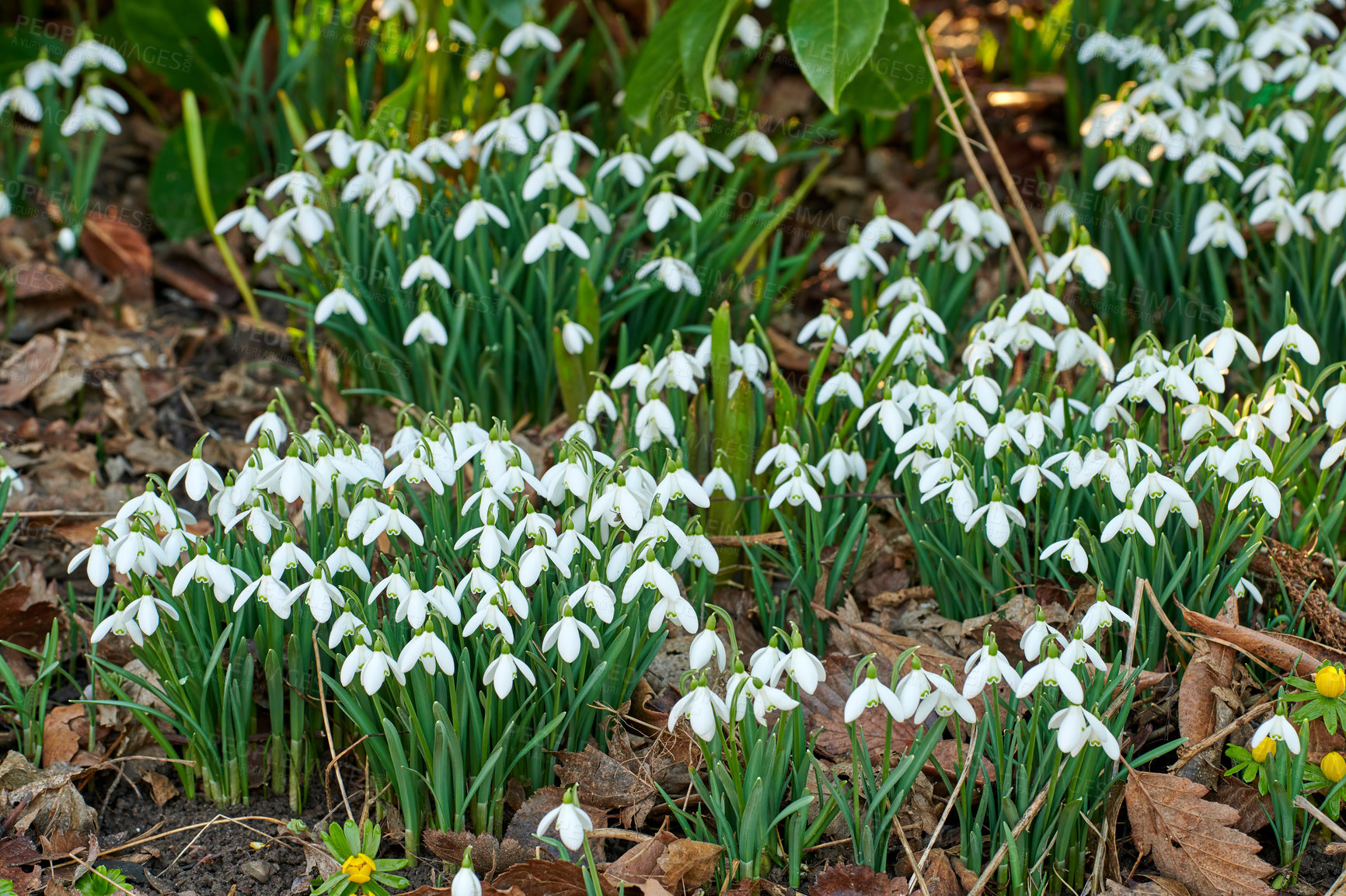 Buy stock photo Galanthus nivalis was described by the Swedish botanist Carl Linnaeus in his Species Plantarum in 1753, and given the specific epithet nivalis, meaning snowy (Galanthus means with milk-white flowers).