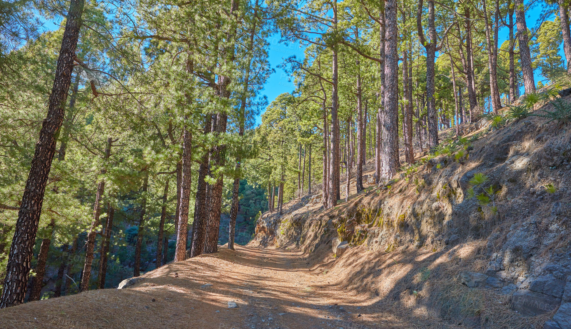 Buy stock photo Landscape view of fir, cedar or pine trees growing on a scenic hiking trail in the mountains of La Palma, Canary Islands, Spain. Green environmental nature conservation in a remote coniferous forest