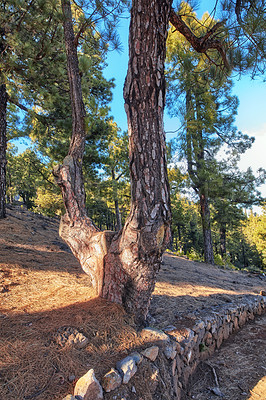 Buy stock photo Beautiful Pine forests in the mountains of La Palma, Canary Islands, Spain. Scenic landscape with tall trees with lush green leaves on a sunny summer day. Peaceful view of the outdoors and nature