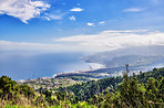 Pine forest in the mountaions of  La Palma