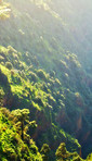 Pine forest in the mountaions of  La Palma