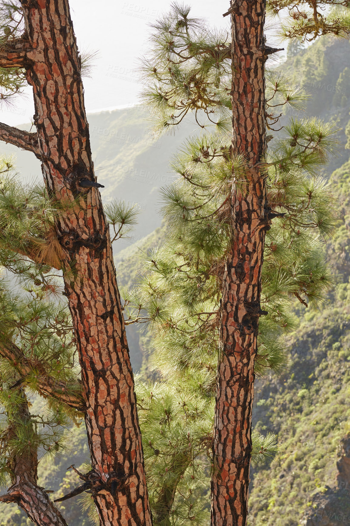 Buy stock photo Closeup of pine trees in the forest. Nature landscape of tree trunk texture with lush green leaves in a wild eco friendly environment on the mountains of La Palma, Canary Islands, Spain