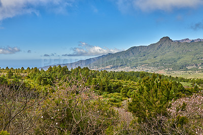 Buy stock photo Copyspace and scenic landscape of mountains and pine forest with blue sky in the remote area of La Palma, Canary Islands, Spain. View of mother nature and wild flora. The calm and beauty of nature