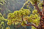 Pine forest in the mountaions of  La Palma