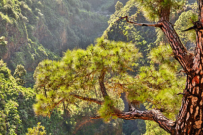 Buy stock photo Landscape of branches on Scots pine tree in the mountains of La Palma, Canary Islands, Spain. Forestry with view of hills covered in green vegetation and shrubs in summer. Lush foliage on mountaintop