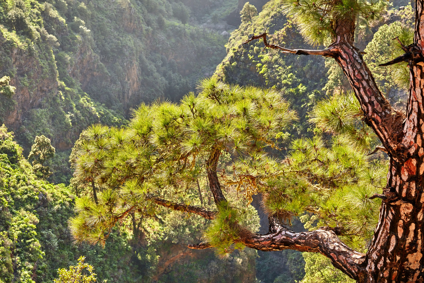 Buy stock photo Landscape of branches on Scots pine tree in the mountains of La Palma, Canary Islands, Spain. Forestry with view of hills covered in green vegetation and shrubs in summer. Lush foliage on mountaintop