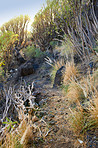 Mountain trails - La Palma, Canary Islands