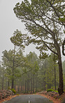 Pine forest in the mountaions of  La Palma