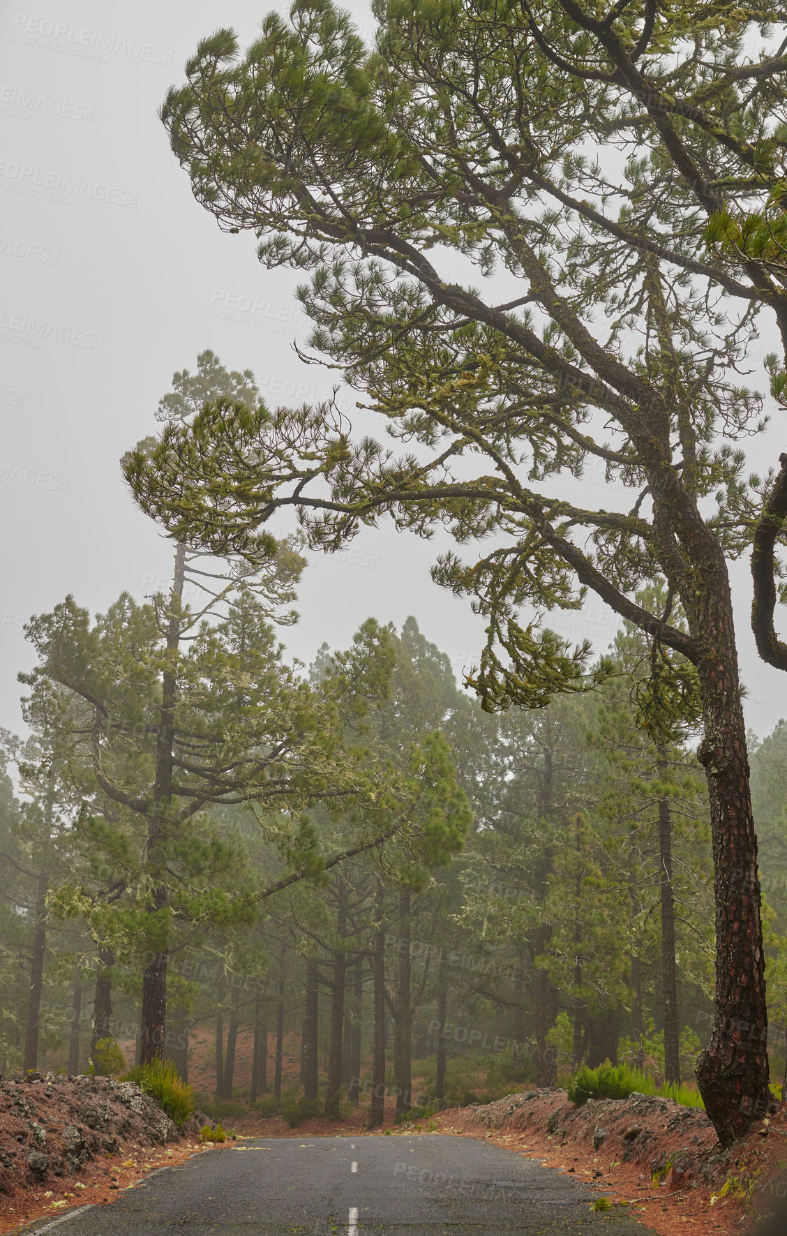 Buy stock photo Landscape view a road or street with fir, cedar or pine trees growing in La Palma, Canary Islands, Spain. Fog and mist in a green environmental nature reserve and coniferous forest in remote location