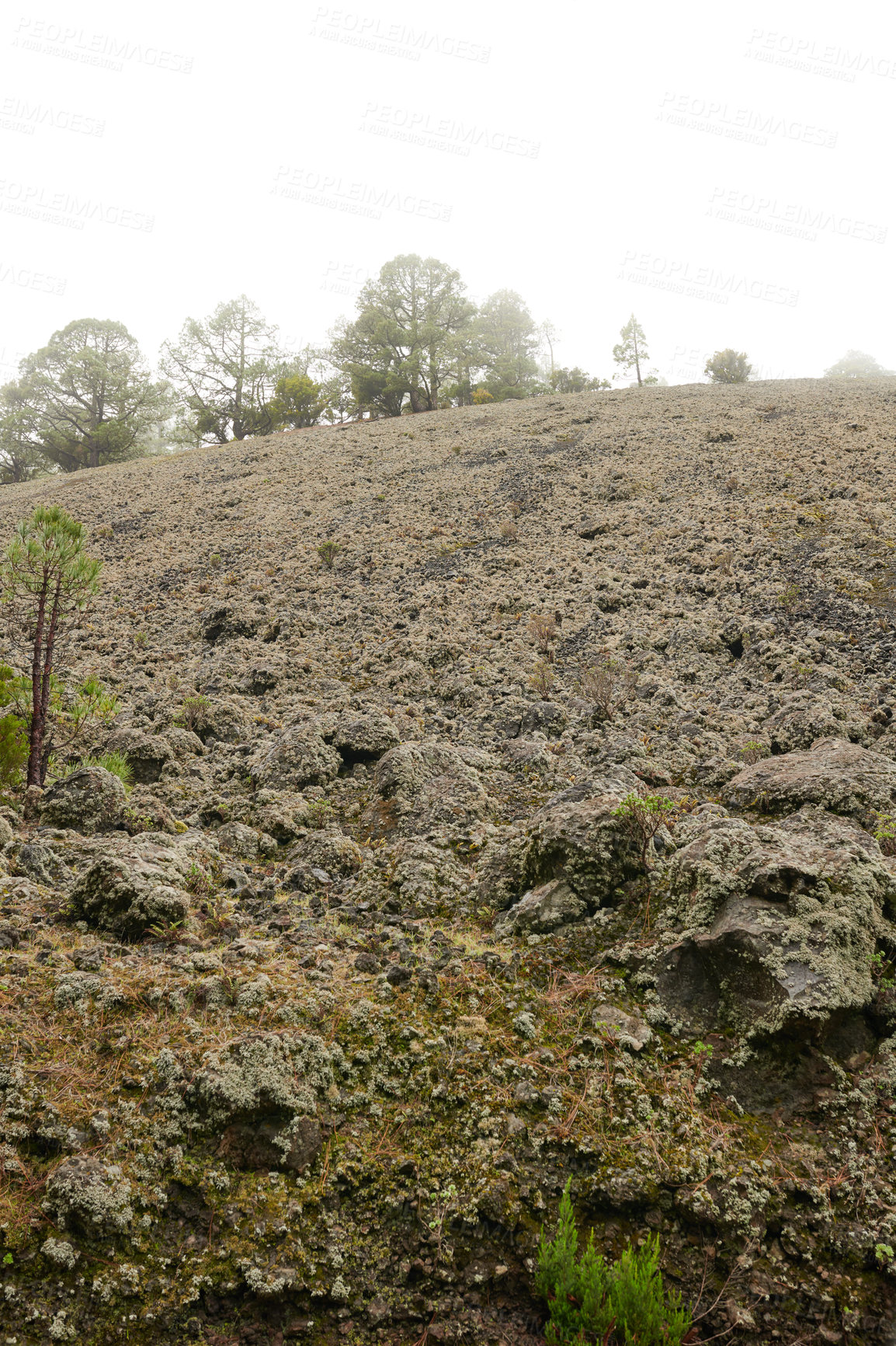 Buy stock photo Landscape view of pine tree deforestation on volcanic mountain of La Palma, Canary Islands, Spain. Fir, cedar, spruce plants growing in volcano ash in remote, dry, arid area after a natural disaster