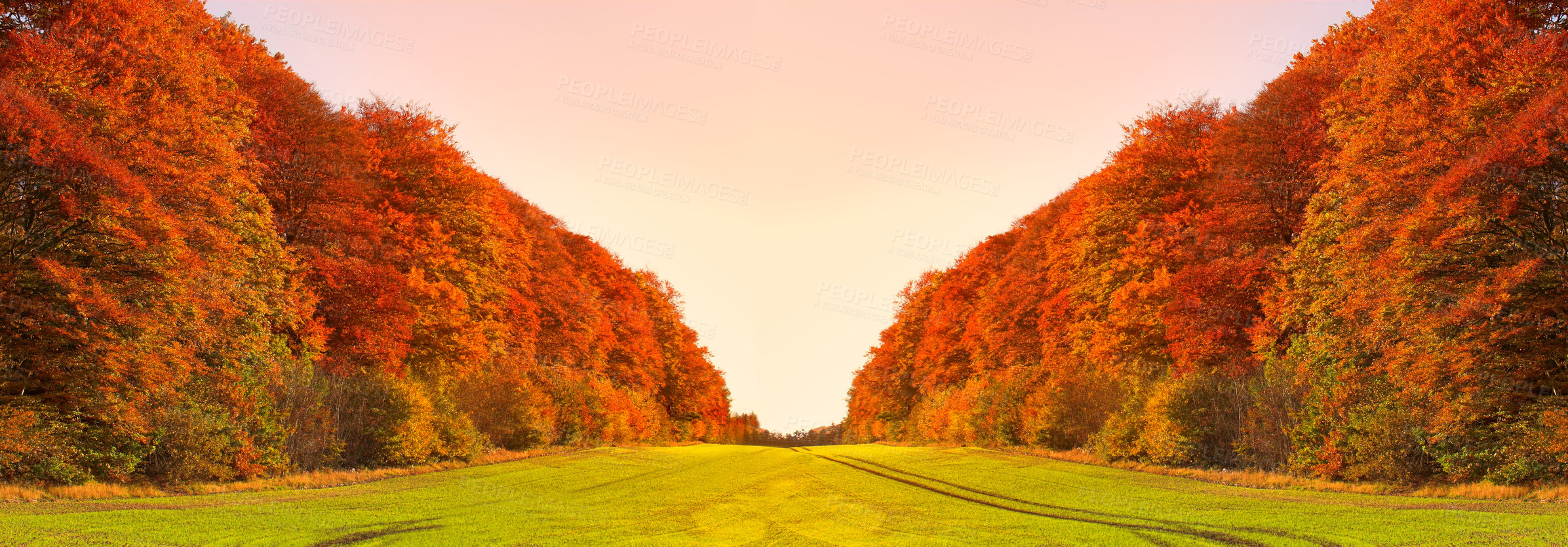 Buy stock photo Landscape view of orange field maple trees and beech woods growing in remote countryside meadow in autumn. Environmental nature conservation at sunset with clear sky, copy space, green lawn and grass