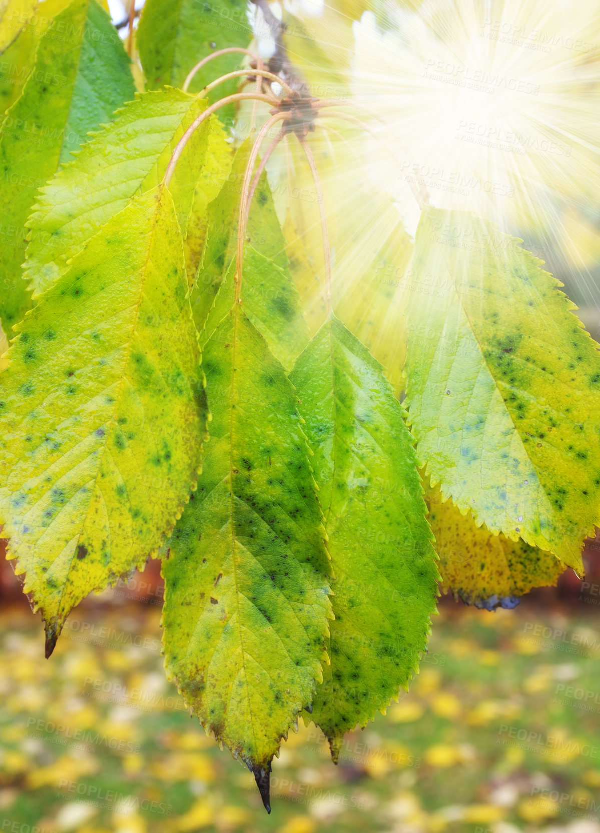 Buy stock photo A closeup of the sun's rays shines through the green and yellow leaves on the branches of the tree. Woods with dry, texture foliage in a serene, secluded meadow or natural environment in autumn 