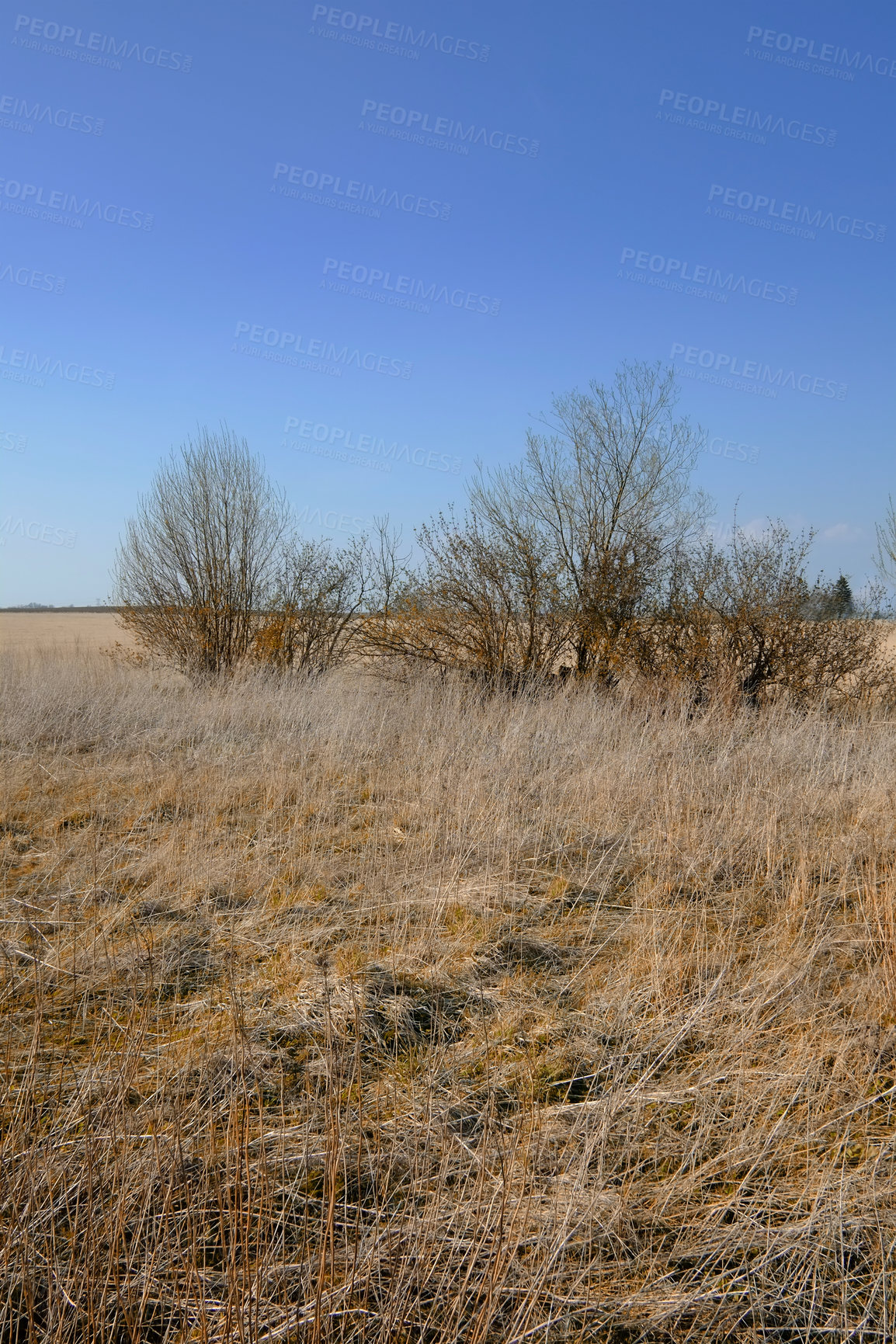 Buy stock photo Dry and arid bushes outdoors in nature with a blue sky copy space background. Landscape of branches during sunset on a late summer afternoon or morning. Peaceful and scenic land with dead plants