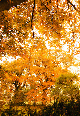 Buy stock photo Autumn - natural background