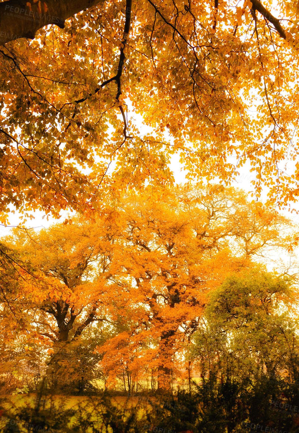 Buy stock photo Autumn - natural background