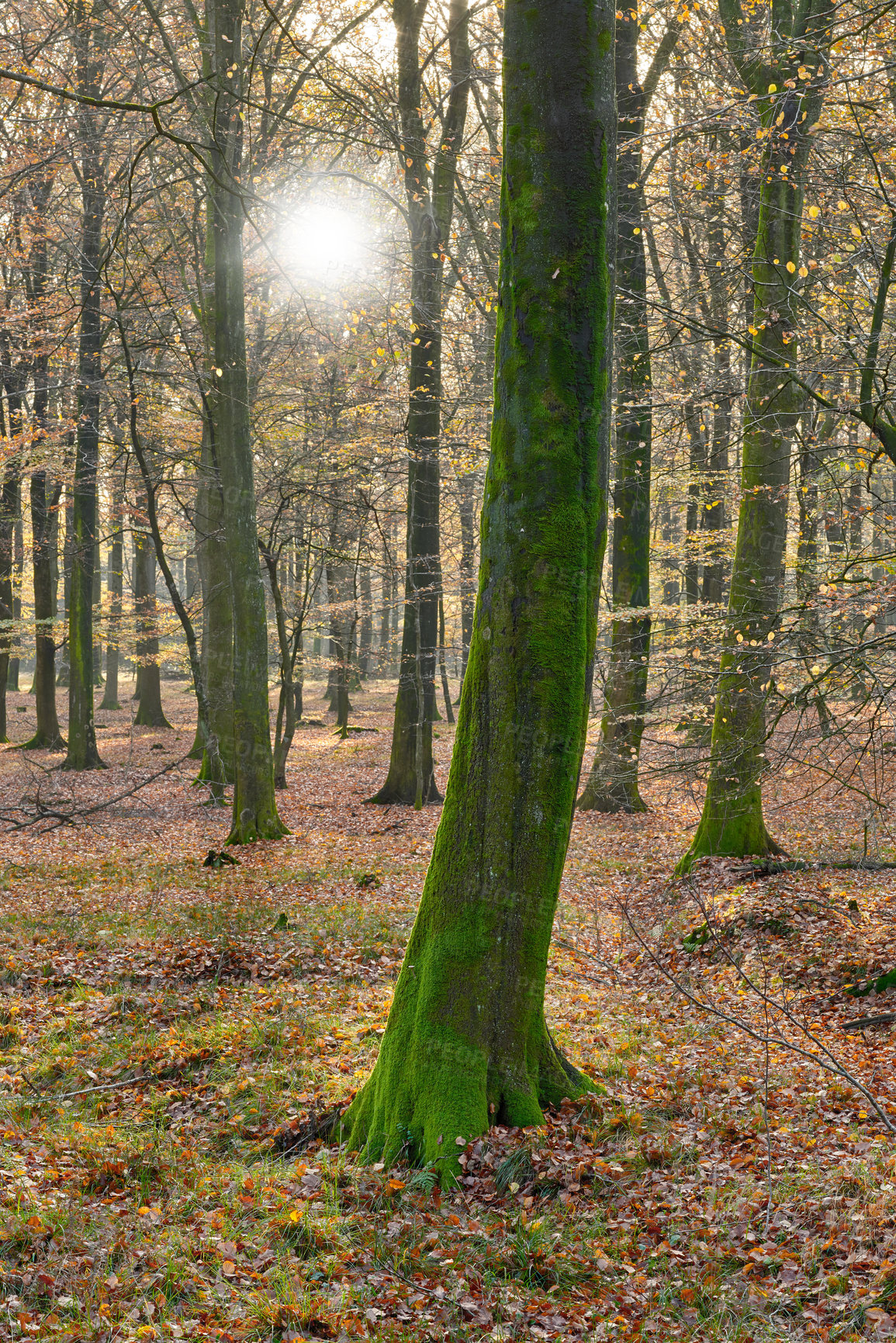 Buy stock photo Many trees in a forest in autumn. Lots of tree trunks covered in moss in the woods on a sunny afternoon. Nature landscape of wild forestry environment with early fall leaves among green grass