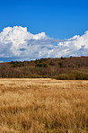 Autumn fields 