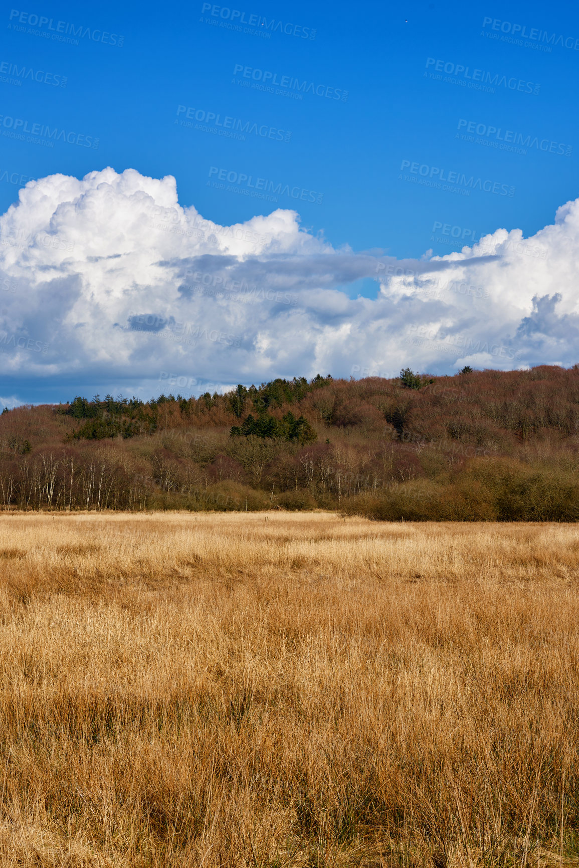 Buy stock photo Nature, landscape and field of wheat with blue sky for farming, earth and meadow in countryside. Sustainability, natural background and scenic view of ecosystem, environment and ecology landscape