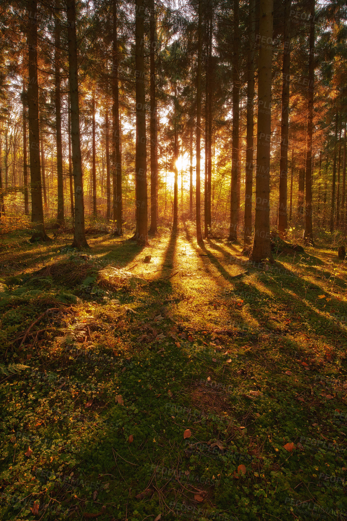 Buy stock photo Trees, autumn season and sun ray in forest, woods or wilderness in the nature outdoors. Tall tree, backgrounds and plant growth with sunshine, field and sunset view of the natural park environment