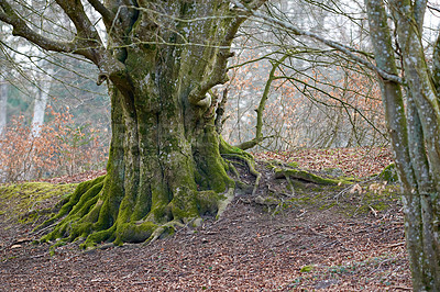 Buy stock photo Beautiful large unique tree trunk with moss outdoors in the forest or woodlands. The landscape of nature with dry big trees on an autumn afternoon. Empty land with arid plants and flora 