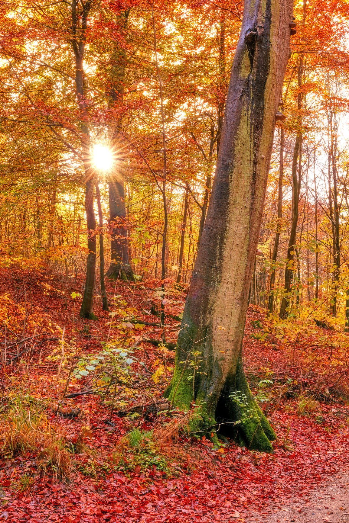 Buy stock photo Autumn - natural background