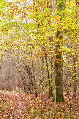 Buy stock photo Scenic hiking trail in a beech tree forest or woods, a blue sky in remote countryside of Norway. Wood trees growing after autumn in a serene and secluded landscape. Discovering peace in mother nature