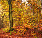 Autumn trees