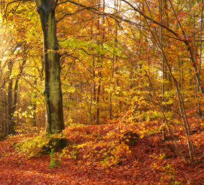 Buy stock photo Autumn, earth and leaves with trees in forest for change of season or conservation. Background, environment and nature with fall scenery outdoor in wilderness or woods for ecosystem or wallpaper