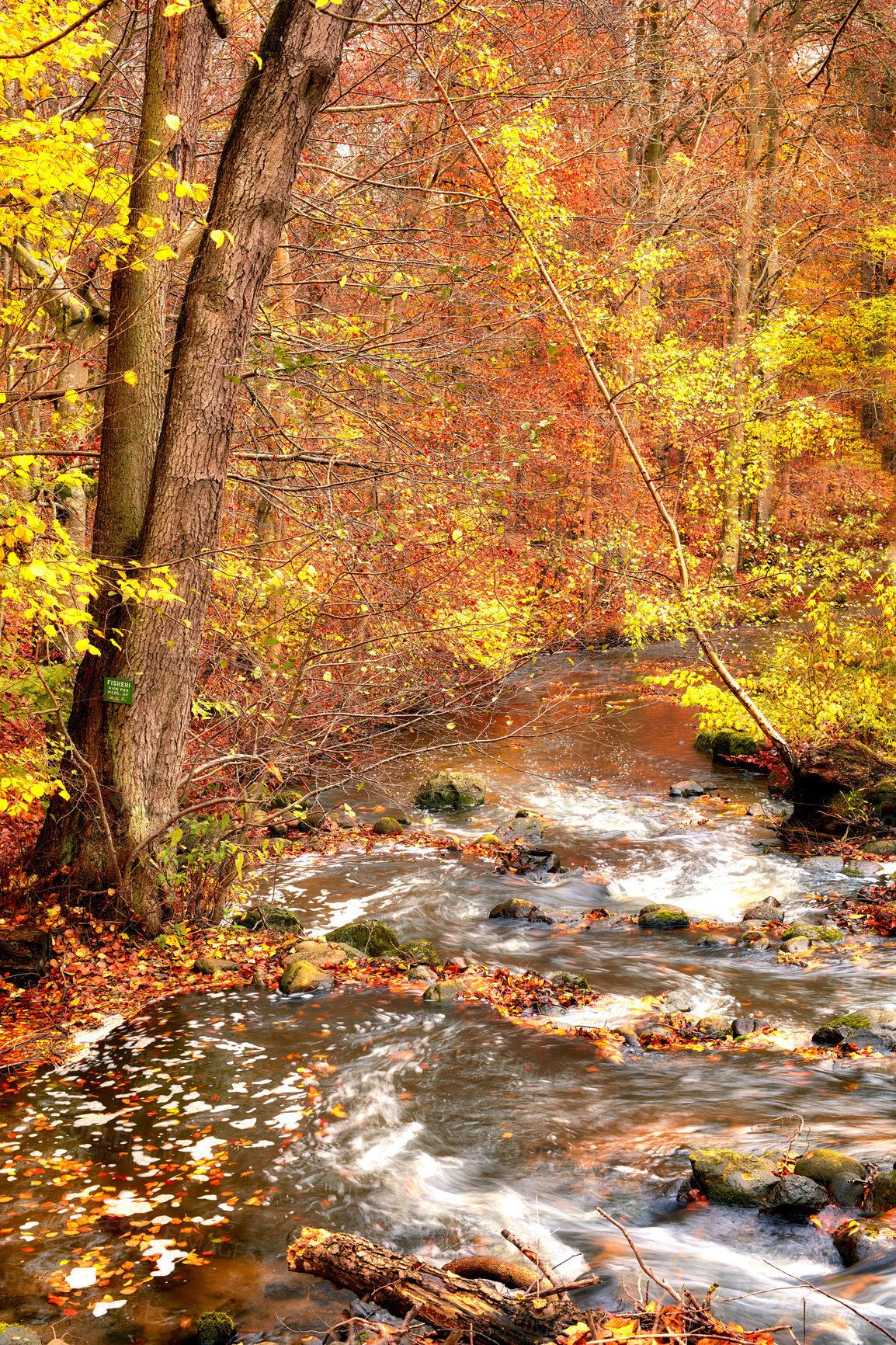 Buy stock photo Beautiful autumn landscape with bright yellow leaves near a river. A stream in the forest outdoors during winter near dry plants and trees. Golden nature with a flowing creek with fresh water