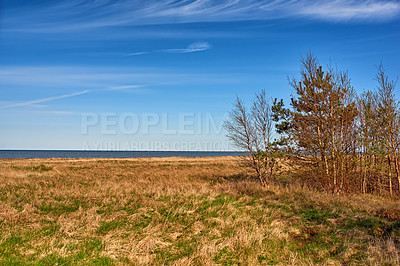 Buy stock photo Autumnal lush dry forest in the ecosystem, tall pine trees growing with nature in harmony, and copy space. Tranquil morning sun with a view of a zen, quiet jungle. Soothing nature with fresh air