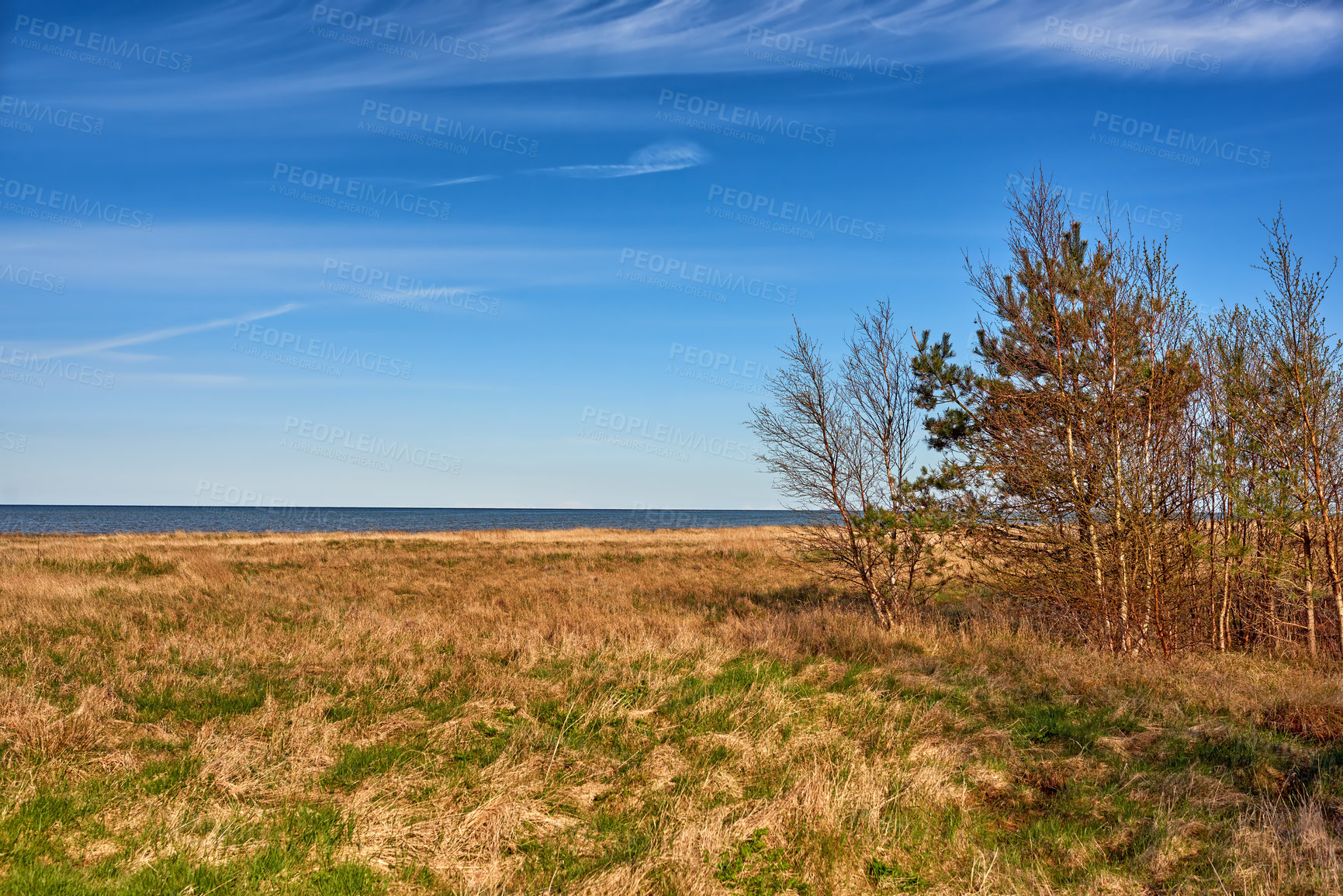 Buy stock photo Autumnal lush dry forest in the ecosystem, tall pine trees growing with nature in harmony, and copy space. Tranquil morning sun with a view of a zen, quiet jungle. Soothing nature with fresh air