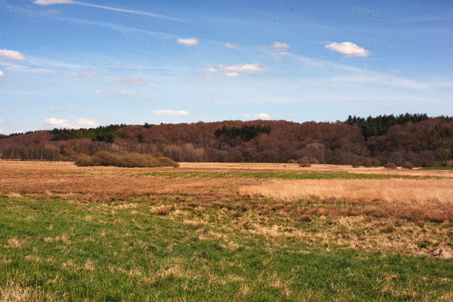 Buy stock photo Panorama view of rural landscape in the Kingdom of Denmark against blue sky copyspace and fresh air. Tranquil harmony in nature with bushes and trees growing wild in calm, organic woodland outdoors