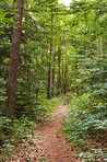 Danish forest in springtime