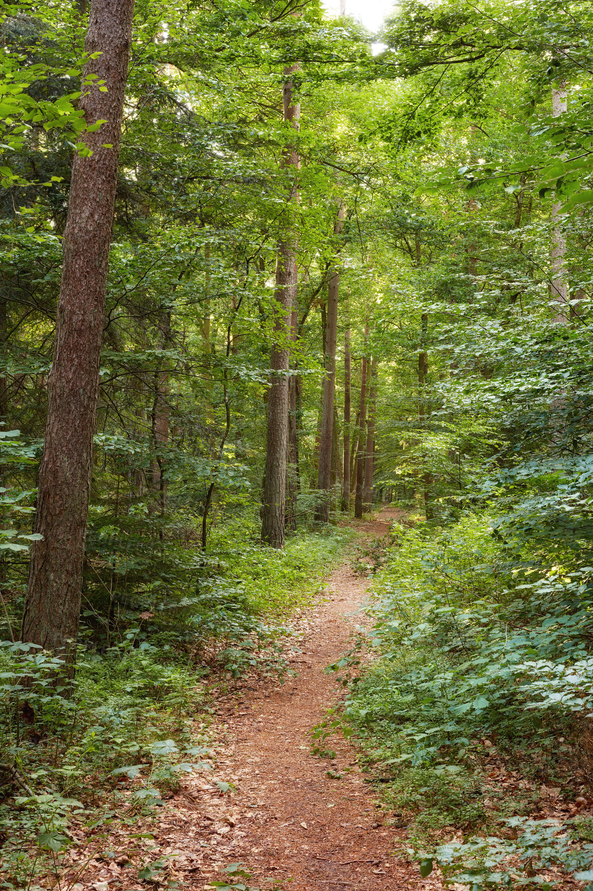 Buy stock photo Trees, path and hiking trail in nature for outdoor travel, scenery and natural leaves in the woods. View of tall tree row in growth, plants or bushes with dirt pathway for trekking in the rain forest