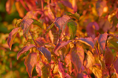 Buy stock photo Closeup view of autumn orange beech tree leaves with a bokeh background in a remote forest or countryside in Norway. Woods with dry, texture foliage in a serene, secluded meadow or nature environment