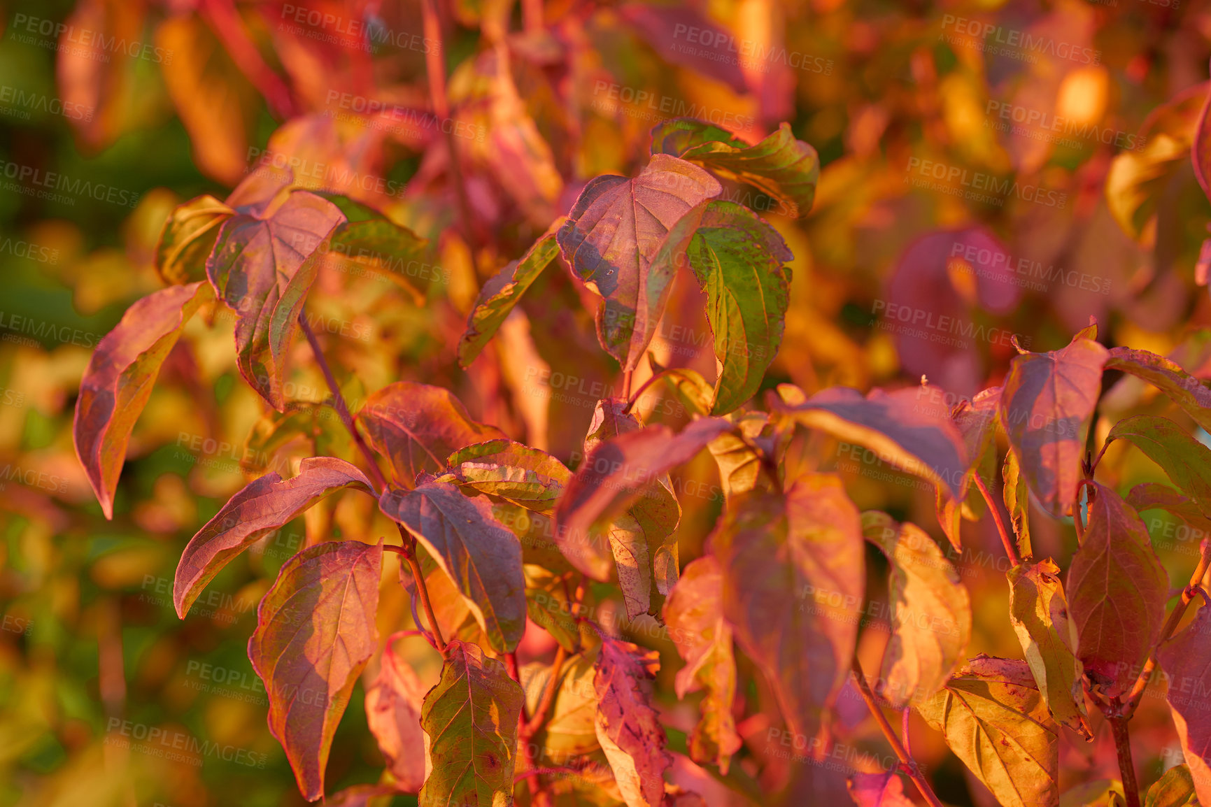 Buy stock photo Closeup view of autumn orange beech tree leaves with a bokeh background in a remote forest or countryside in Norway. Woods with dry, texture foliage in a serene, secluded meadow or nature environment